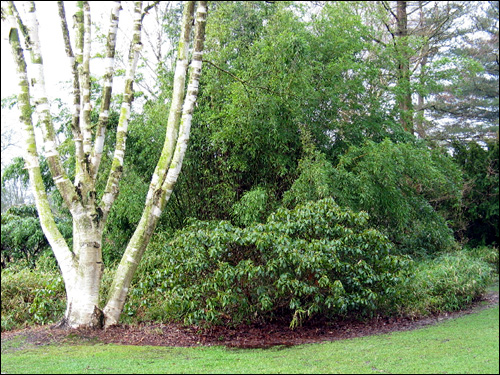 Riesenbambus als Hintergrund zu Birke und Rhododendron