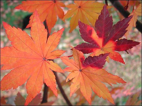 Herbstfärbung - Acer pseudosieboldianum,  koreanischer Fächerahorn