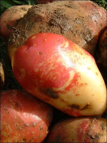 Samenarchiv - Bunte Kartoffel