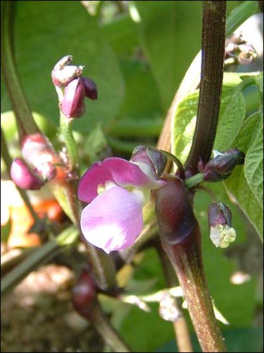 Samenarchiv - Bohne lila Blüte