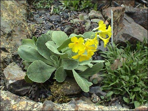 Steingarten - Primula auricula (mit Blüte)