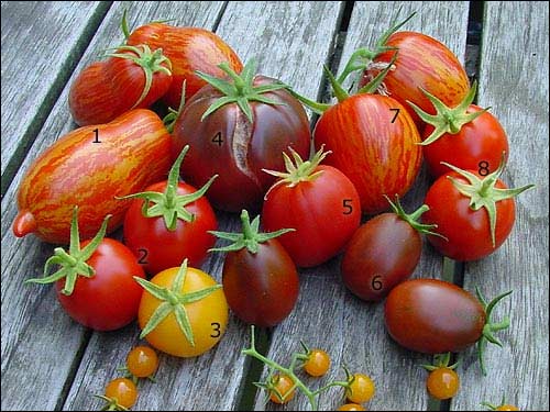 Samenarchiv - Bunte Tomatenernte