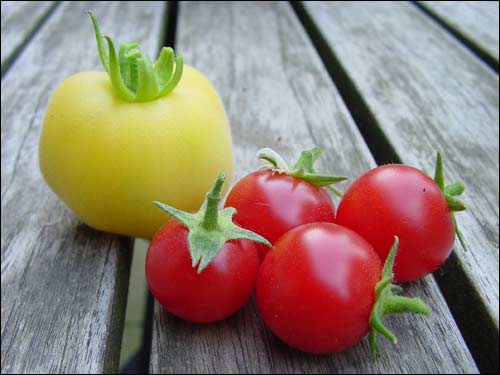 Samenarchiv - Tomaten Whippersnapper und Weißer Pfirsich