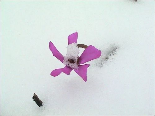 Cyclamen coum, Vorfrühlingsalpenveilchen