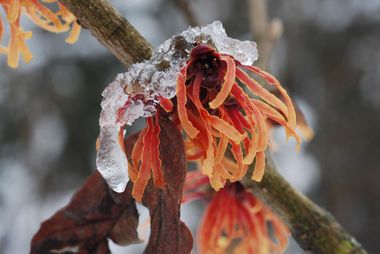 Hamamelis x intermedia Feuerzauber