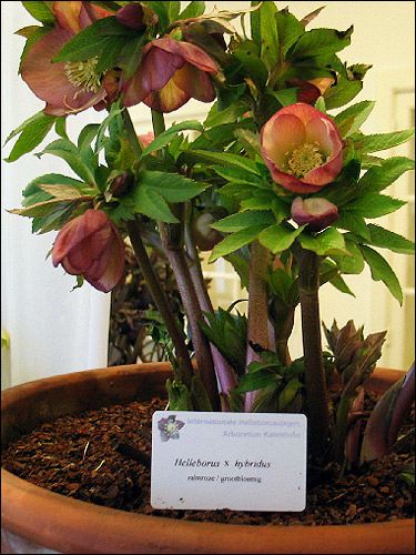 Helleborus Hybride ohne Namen, rosa, grossblütig