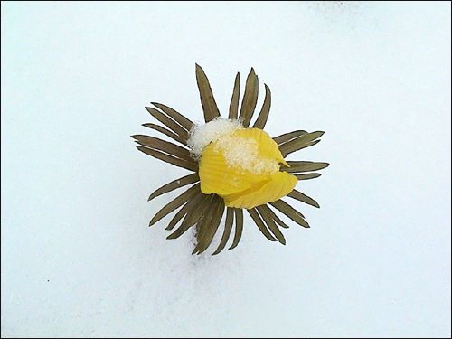 Eranthis hyemalis, Winterling