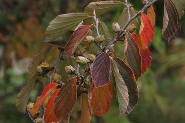 Hamamelis x intermedia 'Arnold Promise'