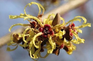 Hamamelis x intermedia Moonlight