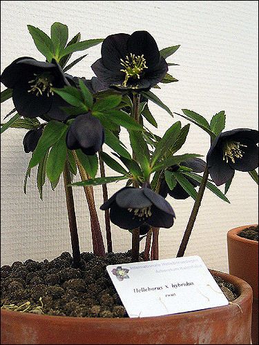 Helleborus Hybride ohne Namen, schwarz