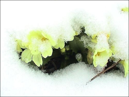 Primula vulgaris, Kissenprimel