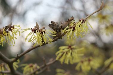 Die Wildform Hamamelis mollis