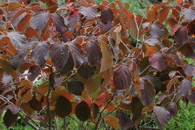 Hamamelis x intermedia 'Diane'