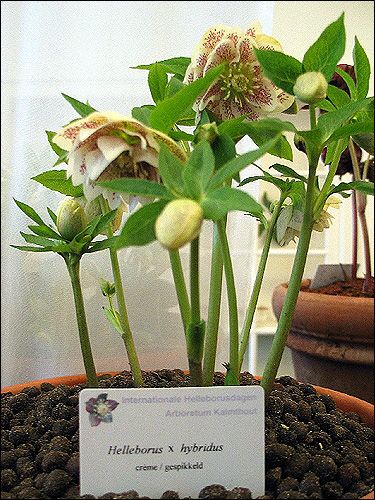 Helleborus Hybride ohne Namen, creme, gepunktet, halbgefüllt