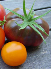 Tomate Black Seaman auriga