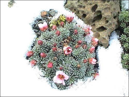 Saxifraga, Steinbrech