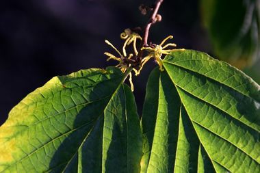 Die Wildform Hamamelis virginiana