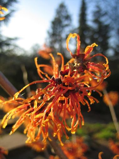 Hamamelis x intermedia 'Feuerzauber'