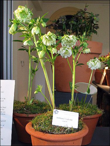 Helleborus Hybride ohne Namen, weiss, gefüllt