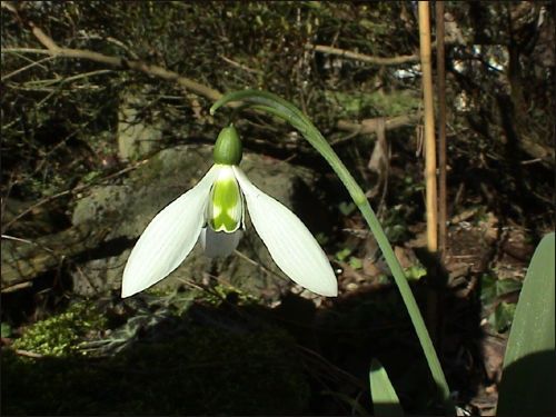 Galanthus elwesii, Großblütiges Schneeglöckchen