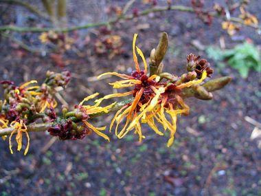 Hamamelis x intermedia 'Jelena'