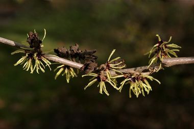 leuchtende gelbe Zaubernuss vor dunklem Hintergrund