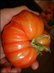 Tomate Oaxacan jewel