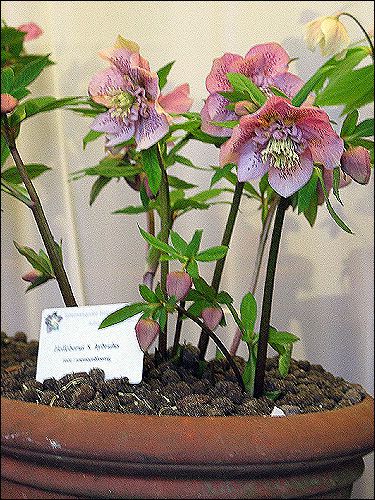 Helleborus Hybride ohne Namen, rosa-gepunktet, doppelt