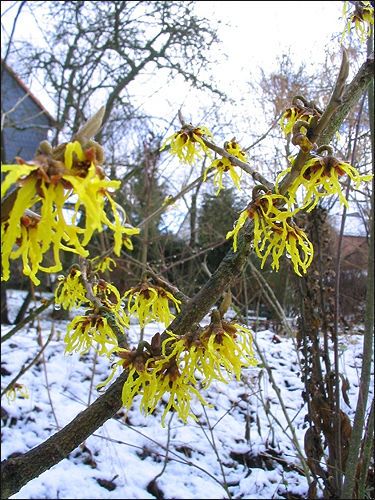 Hamamelis mollis, Chinesische Zaubernuss