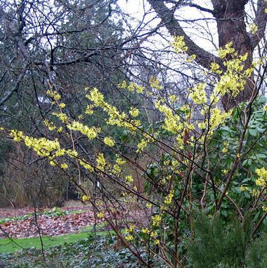 Hamamelis x intermedia 'Pallida