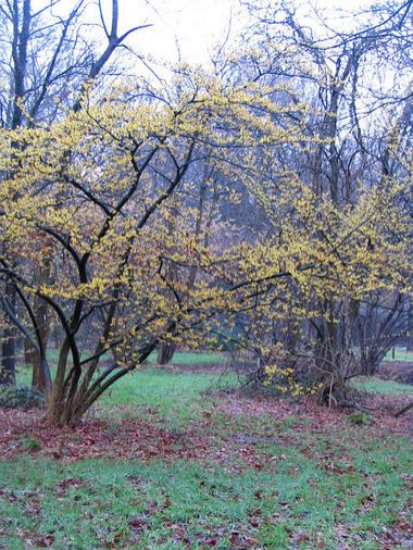 Habitus einer Hamamelis