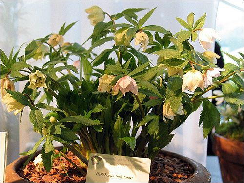 Helleborus thibetanus