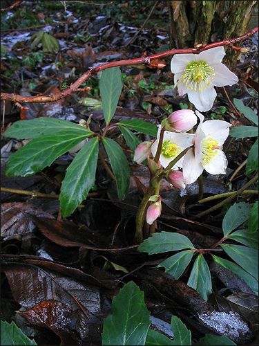 Helleborus niger, Christrose, Schwarzer Nieswurz