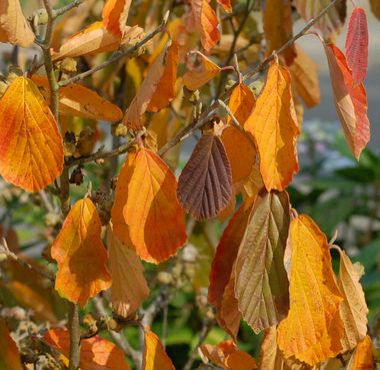 Herbstfärbung von Hamamelis x intermedia 'Pallida'