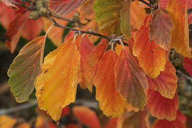 Herbstkleid von Hamamelis vernalis Sandra