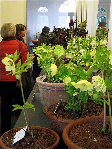 Blick in die Helleborus-Ausstellung