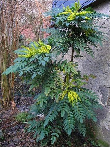 Mahonia bealei, Beals Mahonie