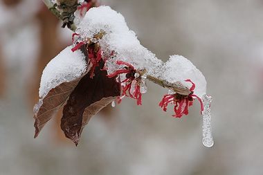 Hamamelis x intermedia 'Ruby glow'