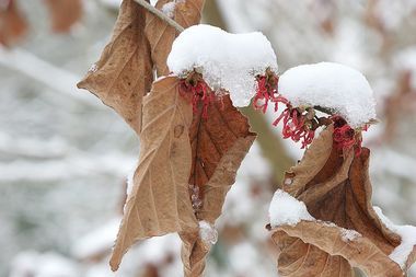 Hamamelis japonica var. Flavopurpurascens