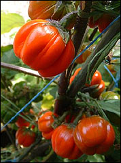 rote Aubergine Red China