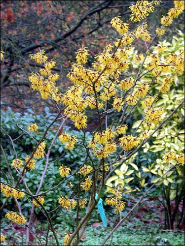 Dunkelgelbe Hamamelis vor Aucuba