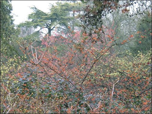 Hamamelis-Blütenschleier, rot und gelb