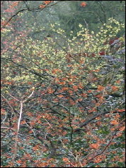 Kalmthout Hamamelis und HelleborusTage