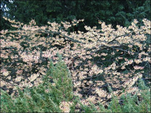 Hamamelis Blütenschleier zartgelb hinter niedrigem Immergrün