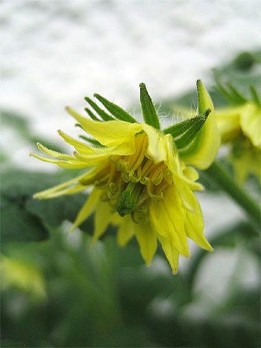 Blüte von Tiger Paw