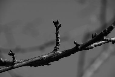 Kirschknospen: SW-Foto mit Grünfilter