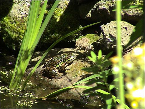 Neue Gartenbewohner