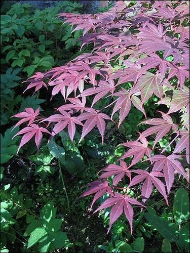 Acerpalmatum Atropurpureum