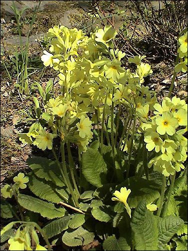 Primula elatior