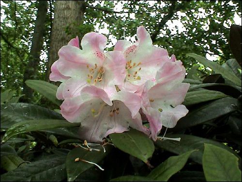 Rhododendron insigne unter Pappeln